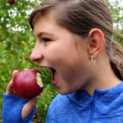 The apples were delicious!